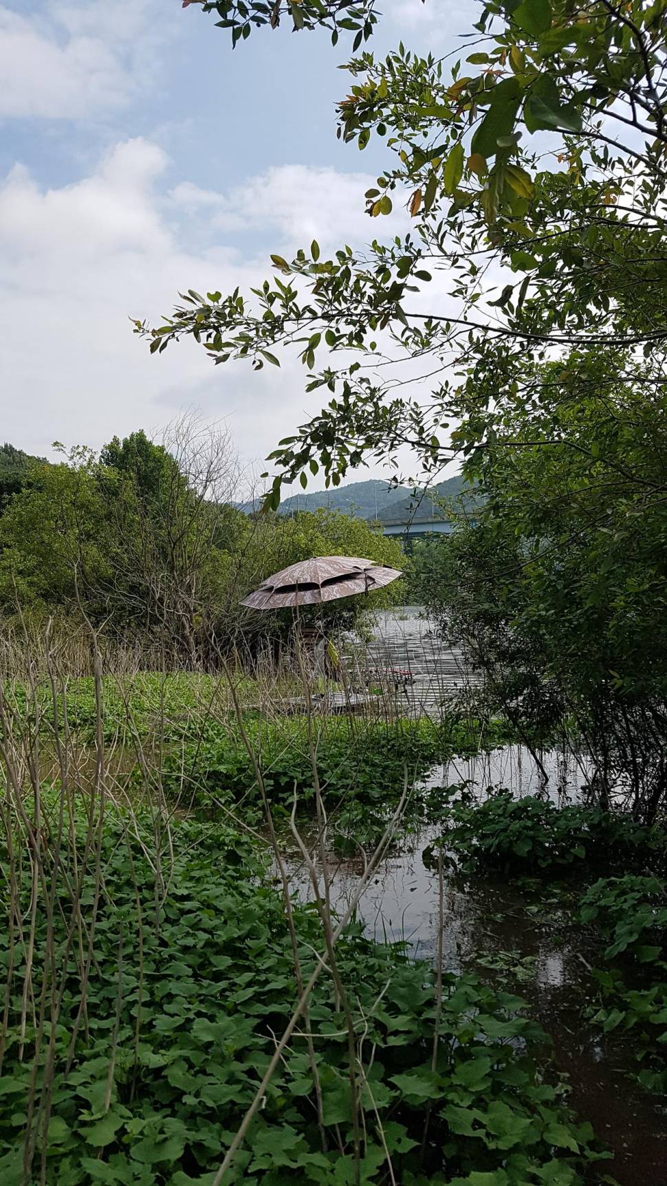 서산 계곡지에서 (조황조행기 - 모바일간편조행)