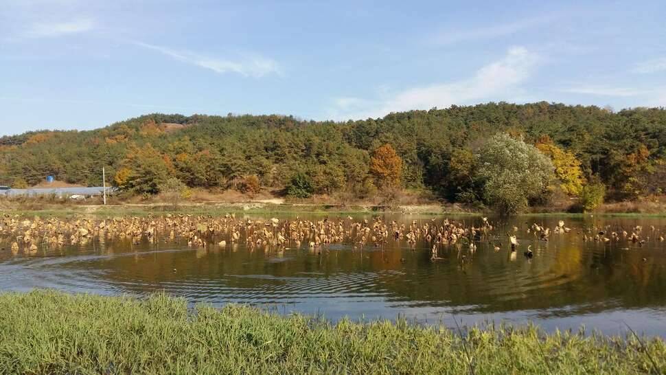 창녕 장척지 짬낚 때리러 왔습니다 (조황조행기 - 모바일간편조행)