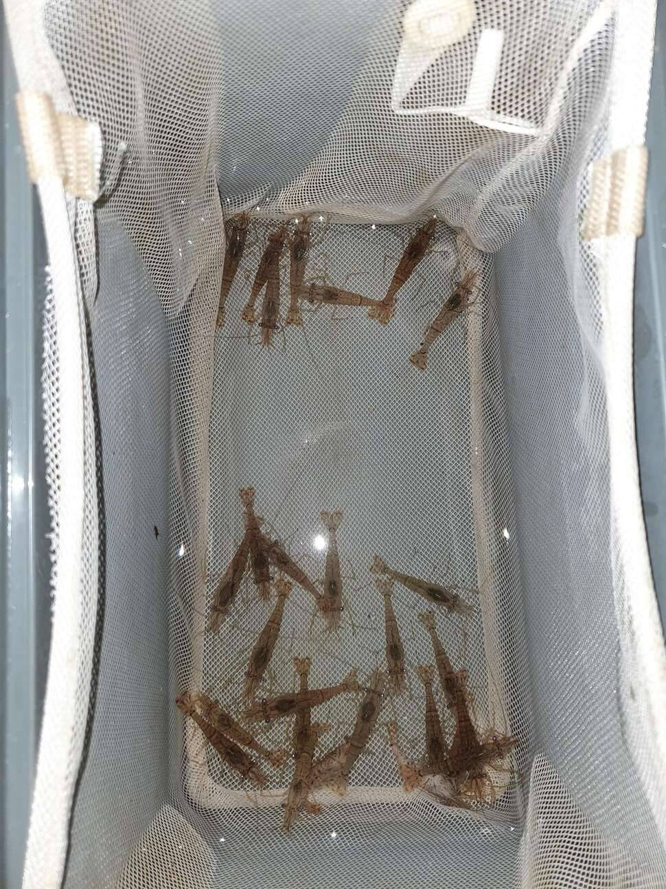 어김없이 오늘도 렛잇고 (조황조행기 - 모바일간편조행)