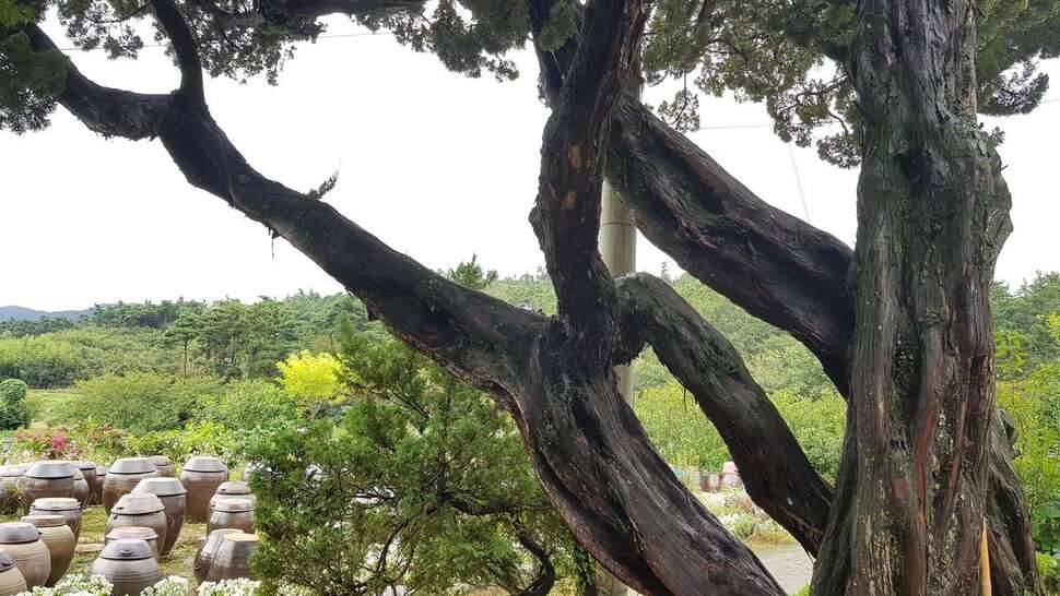 서산권 마감 (조황조행기 - 모바일간편조행)