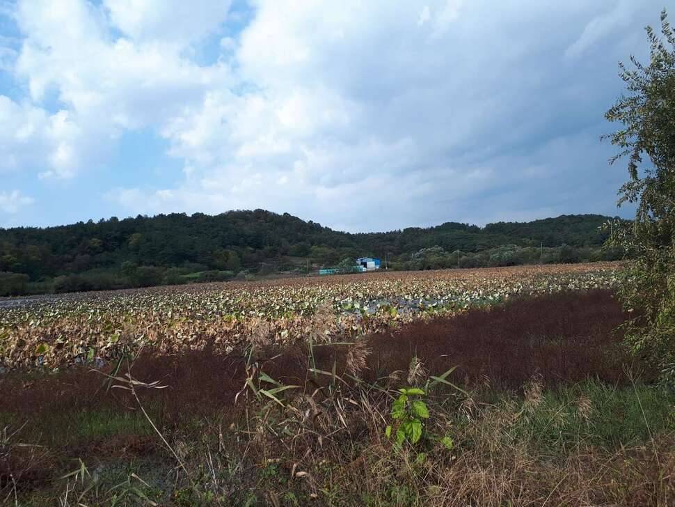 가을여행 (조황조행기 - 모바일간편조행)