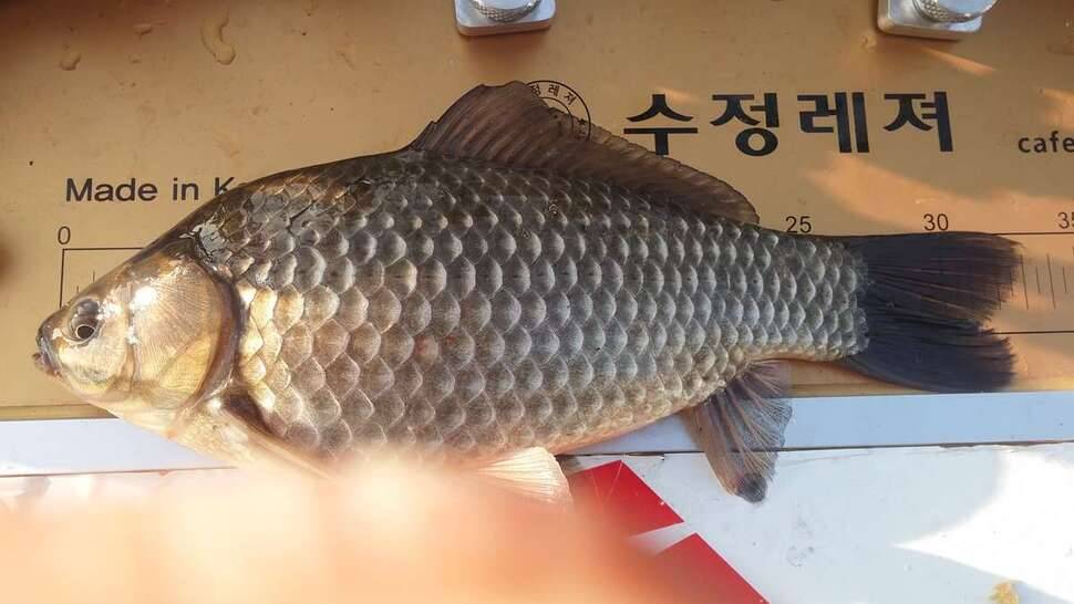 한작데기 투런홈런 사고치다 33 345 (조황조행기 - 모바일간편조행)