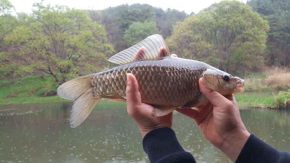 친척형과 함께충청권 (조황조행기 - 모바일간편조행)