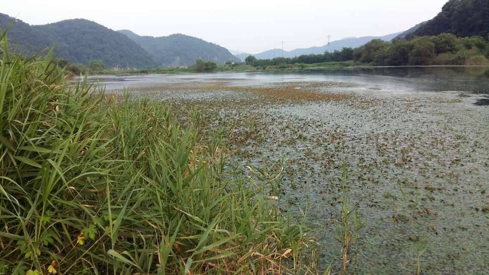 성주 대가천 (조황조행기 - 모바일간편조행)