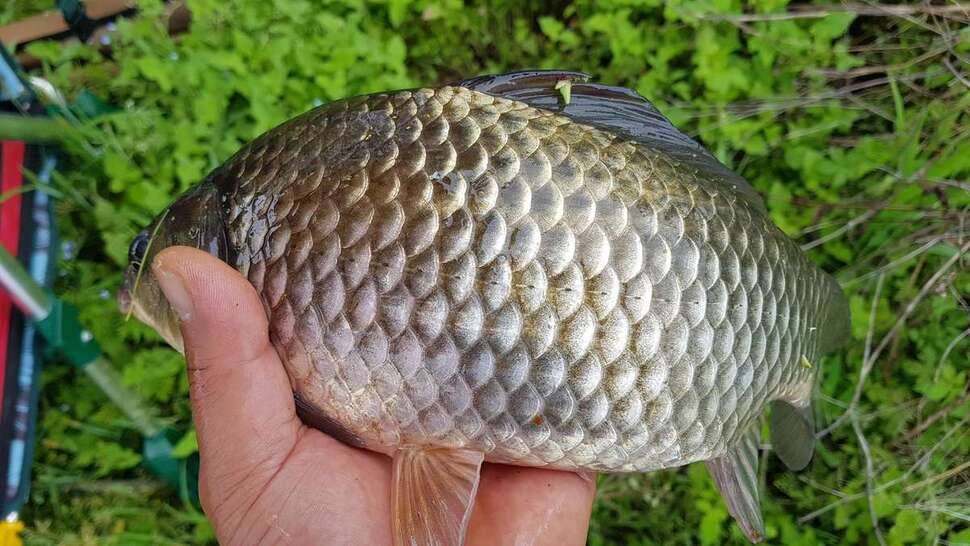 주말이면 돌아오는 병 (조황조행기 - 모바일간편조행)