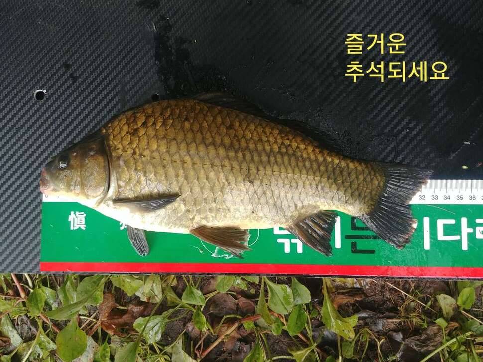 포천3박4일 (조황조행기 - 모바일간편조행)