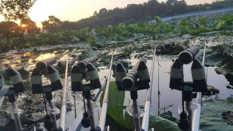 경산 덜 자라지 (조황조행기 - 모바일간편조행)