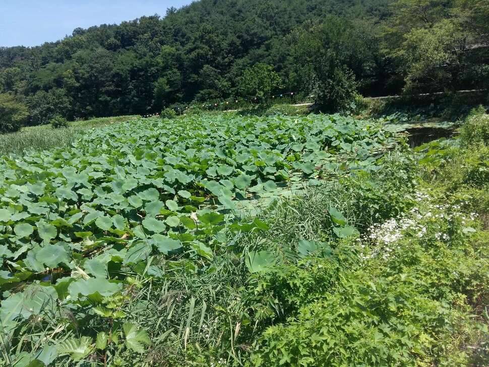 연밭 (조황조행기 - 모바일간편조행)
