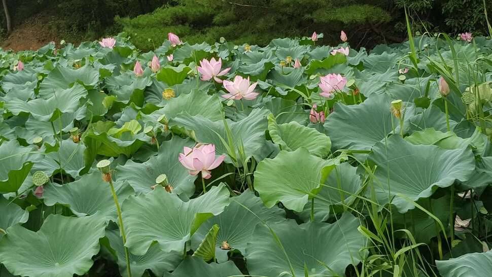 폭염속에 시원한곳에서 (조황조행기 - 모바일간편조행)