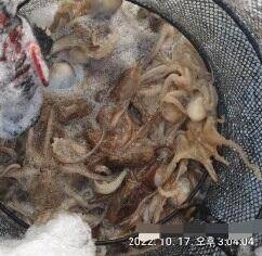 통영 출발 쭈꾸미 선수 모집 대박 조황 (조황조행기 - 바다선상조황)