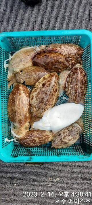 21년신조선22인승제주에이스호16일갑오징어조황입니다 (조황조행기 - 바다선상조황)