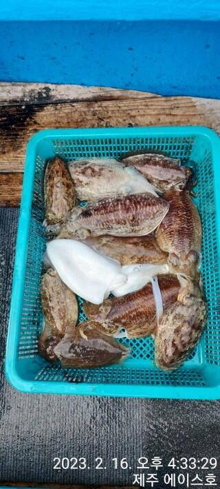 21년신조선22인승제주에이스호16일갑오징어조황입니다 (조황조행기 - 바다선상조황)