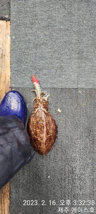 21년신조선22인승제주에이스호16일갑오징어조황입니다 (조황조행기 - 바다선상조황)