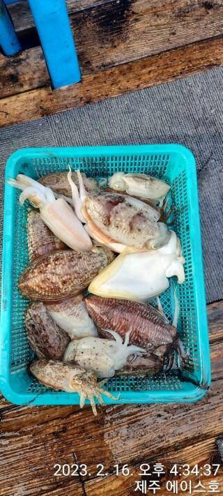 21년신조선22인승제주에이스호16일갑오징어조황입니다 (조황조행기 - 바다선상조황)