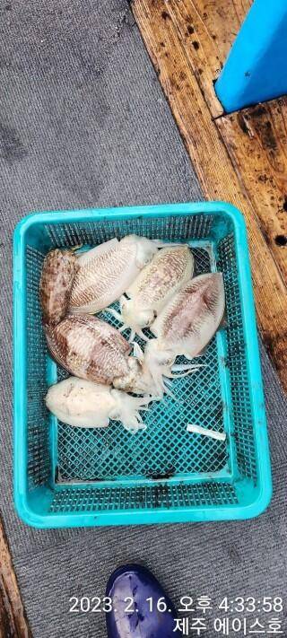 21년신조선22인승제주에이스호16일갑오징어조황입니다 (조황조행기 - 바다선상조황)