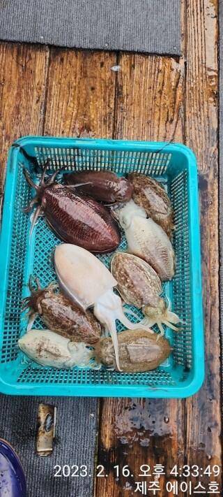 21년신조선22인승제주에이스호16일갑오징어조황입니다 (조황조행기 - 바다선상조황)
