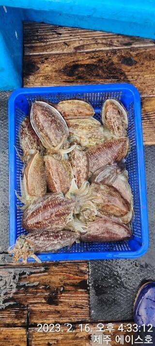 21년신조선22인승제주에이스호16일갑오징어조황입니다 (조황조행기 - 바다선상조황)