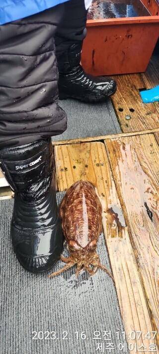 21년신조선22인승제주에이스호16일갑오징어조황입니다 (조황조행기 - 바다선상조황)