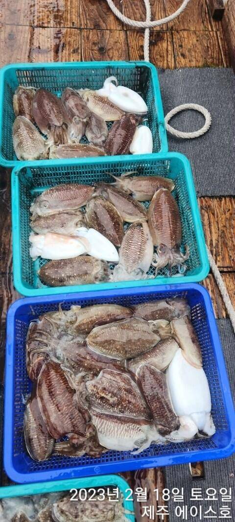 21년 신조선22인승제주에이스호18일갑오징어조황입니다 (조황조행기 - 바다선상조황)