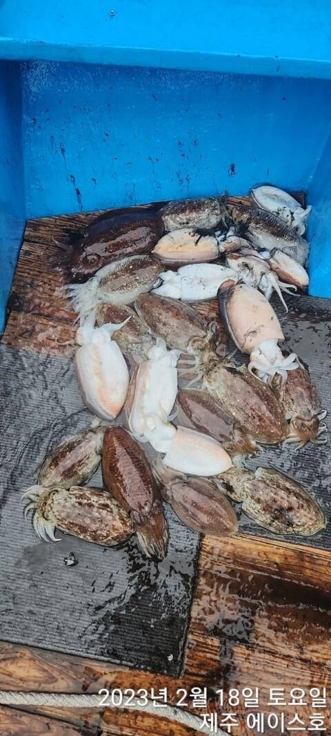 21년 신조선22인승제주에이스호18일갑오징어조황입니다 (조황조행기 - 바다선상조황)