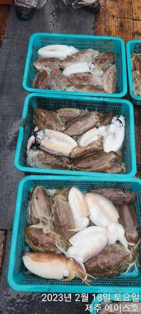 21년 신조선22인승제주에이스호18일갑오징어조황입니다 (조황조행기 - 바다선상조황)