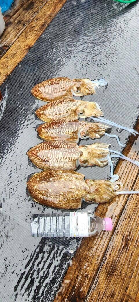 21년신조선22인승제주에이스호16석운영 6일갑오징어조황입니다 (조황조행기 - 바다선상조황)