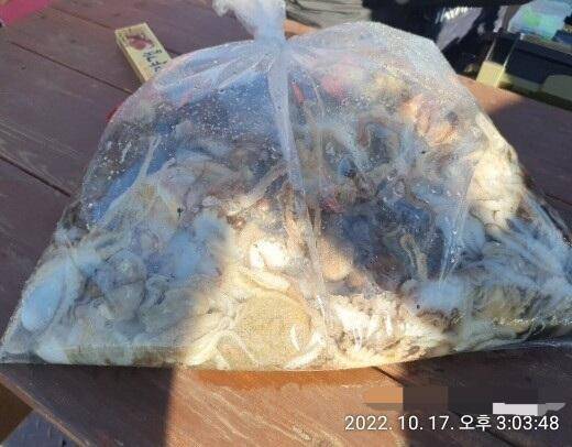 통영 출발 쭈꾸미 선수 모집 대박 조황 (조황조행기 - 바다선상조황)
