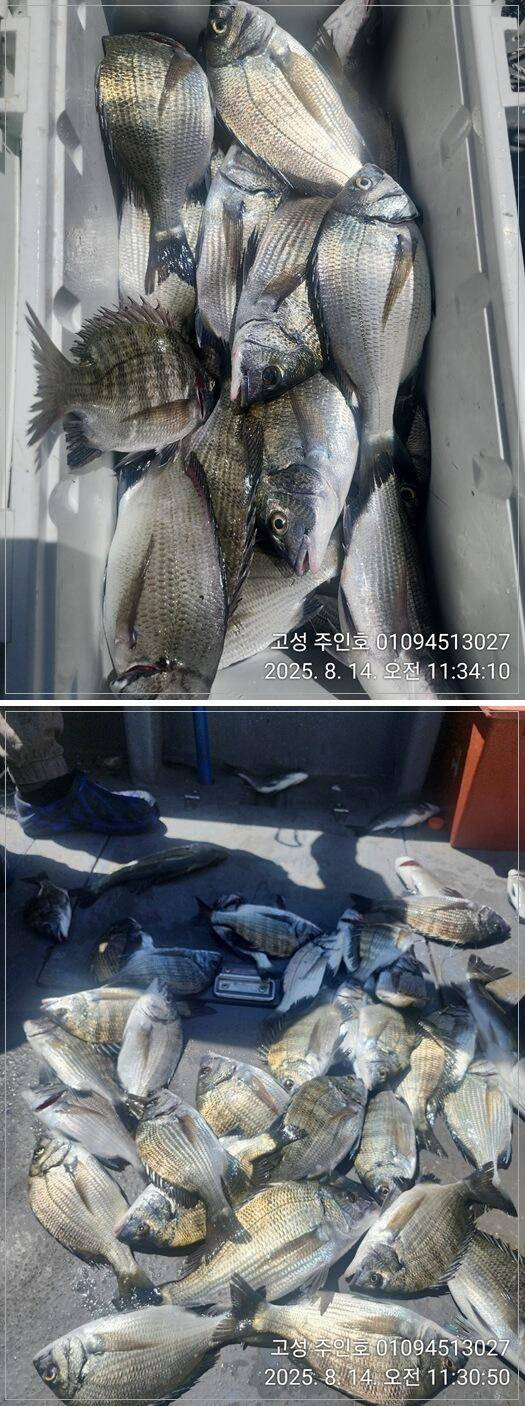 경남고성 주인호주인호 감성돔 조황토요일 예약가능 (조황조행기 - 바다선상조황)