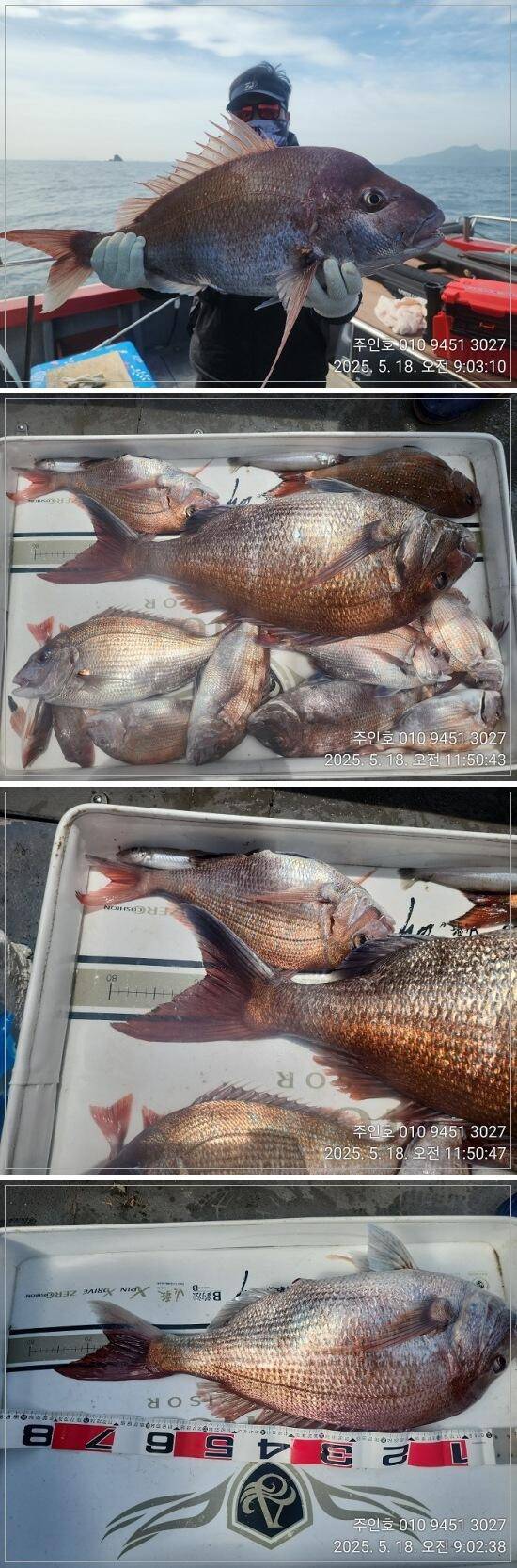경남고성 주인호주인호 일요일 8짜 7짜 대물참돔 조황 (조황조행기 - 바다선상조황)