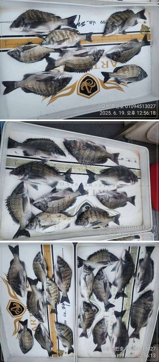 경남고성 주인호주인호 목요일 감성돔 조황금요일 예약가능 (조황조행기 - 바다선상조황)