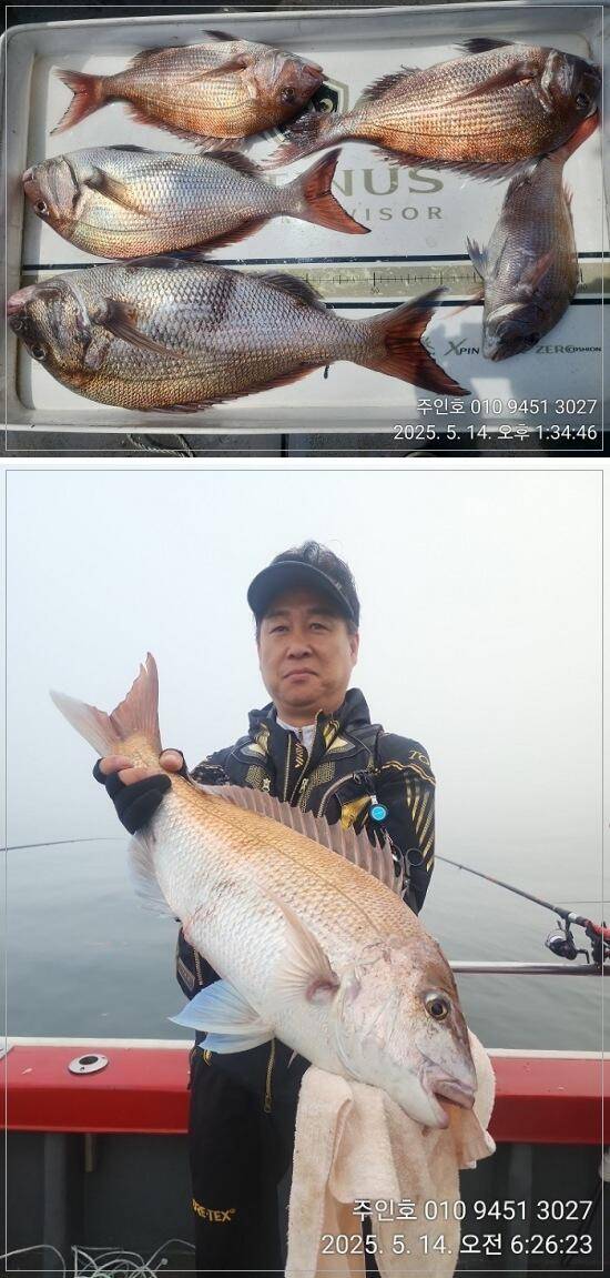 경남고성 주인호주인호 수요일 참돔 조황 (조황조행기 - 바다선상조황)