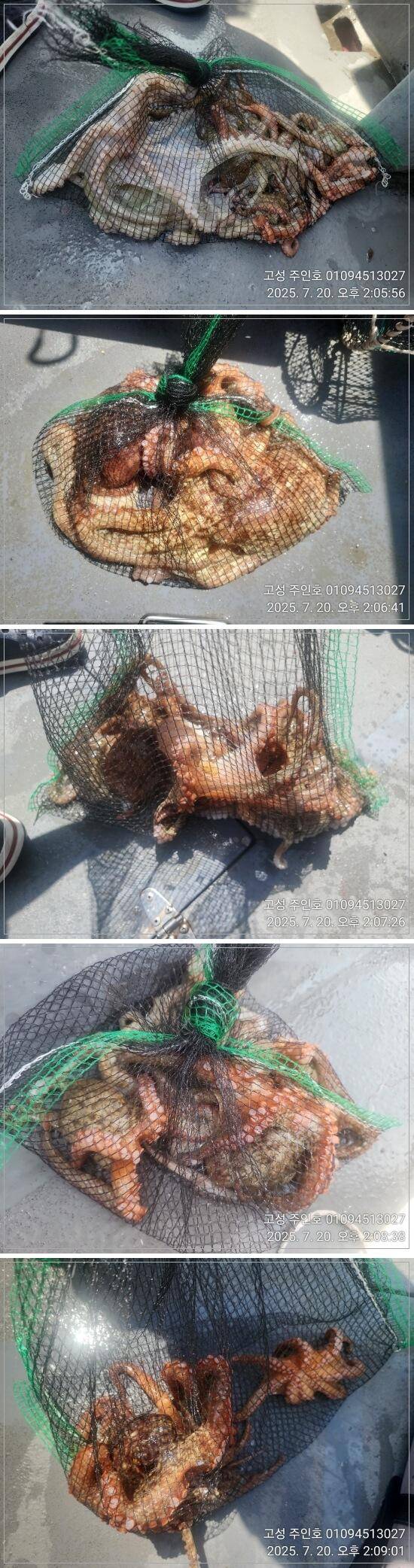 고성 주인호주인호 일요일 사량도 돌문어 조황 (조황조행기 - 바다선상조황)
