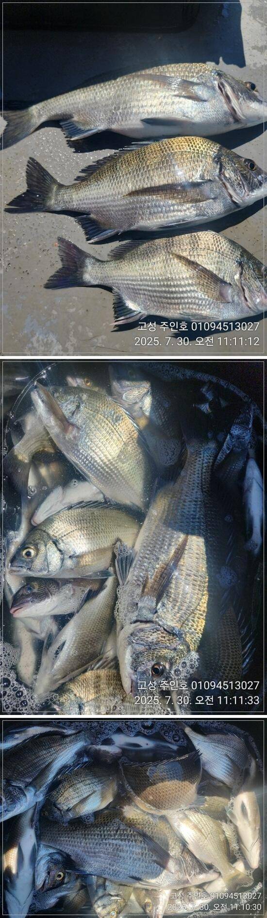 경남고성 주인호주인호 수요일 감성돔 조황 (조황조행기 - 바다선상조황)