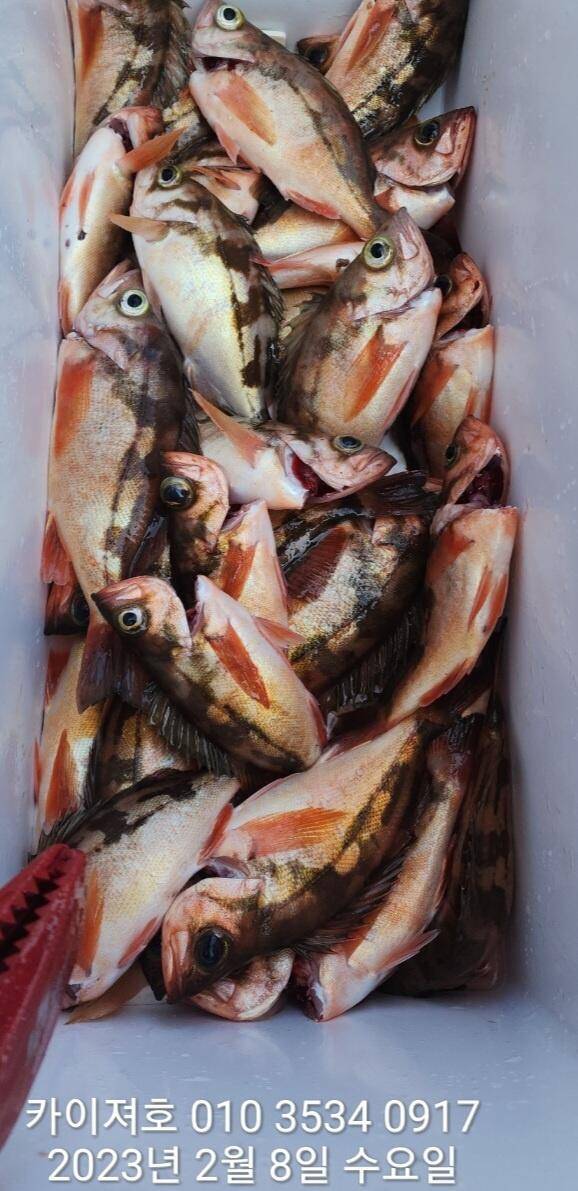 8일왕열기 넉넉히 잡고 입항 했습니다 (조황조행기 - 바다선상조황)