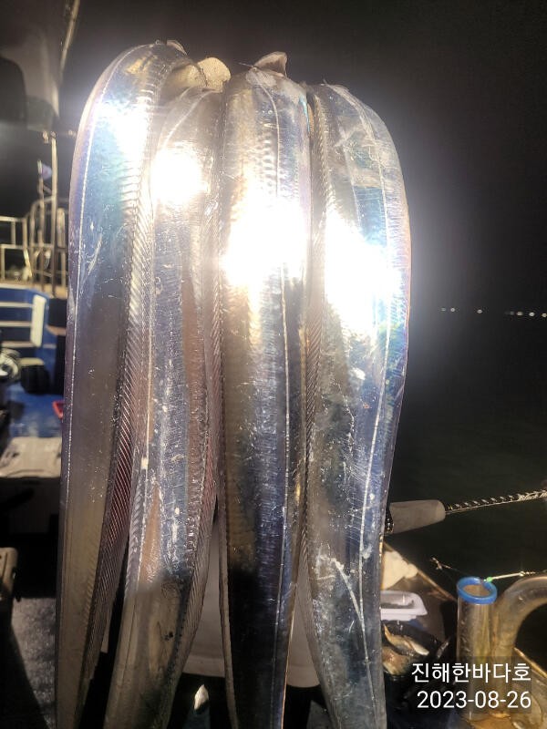 씨알 굵직한 준내만갈치 시원한 입질에 째고가는 짜릿한 손맛 계속해서 달립니다0 (조황조행기 - 바다선상조황)