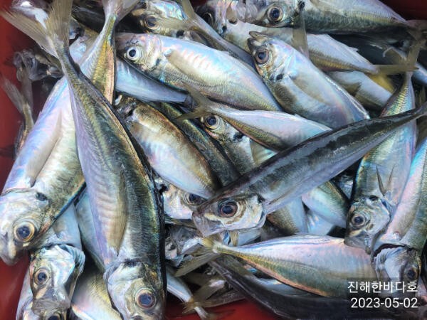 오늘도 줄타는 전갱이 힘차게 째고가는 손맛 제대로 보시며 신나게 즐기고 왔습니다0 (조황조행기 - 바다선상조황)