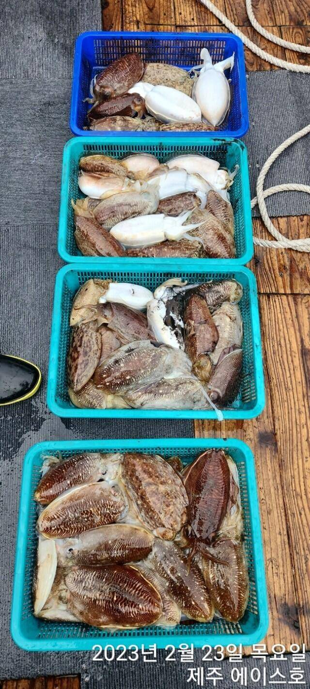 21년신조선22인승제주에이스호23일갑오징어조황입니다 (조황조행기 - 바다선상조황)