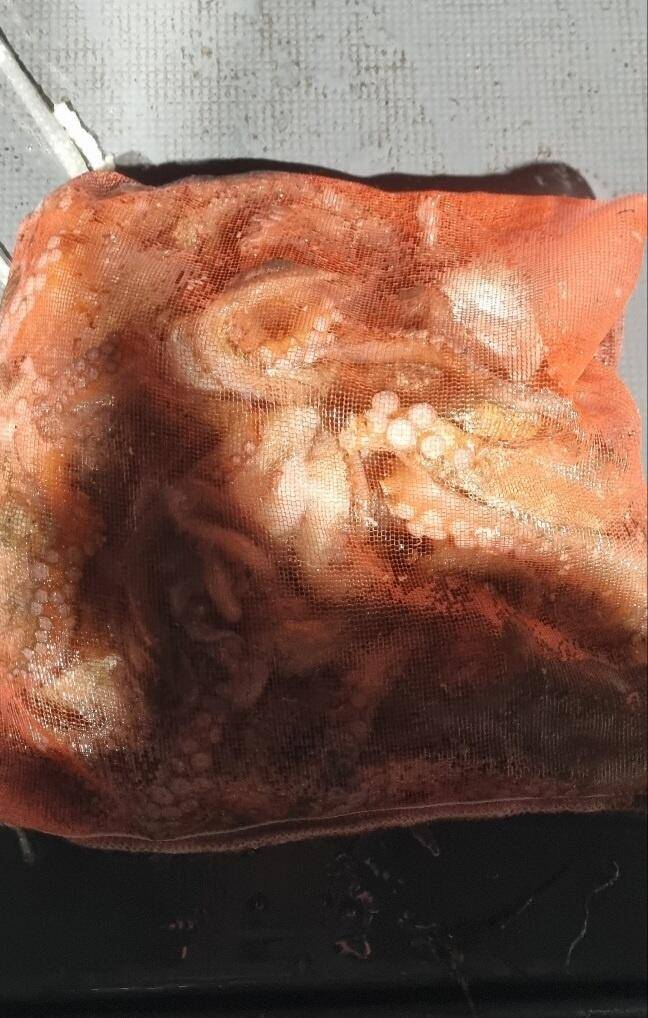 25일 밤 돌문어 파이팅 넘침 속에 마릿수 행진 (조황조행기 - 바다선상조황)