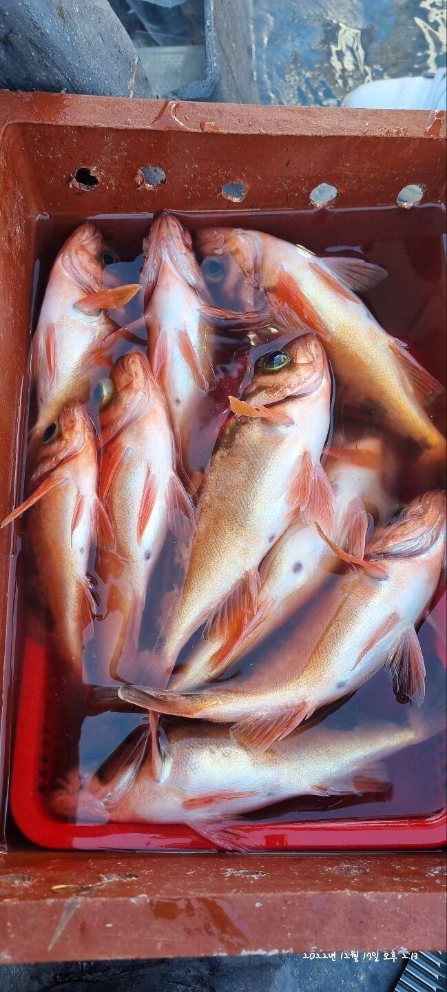 20일 07시 외줄낚시 볼락열기 씨알 좋고 마릿수좋습니다 (조황조행기 - 바다선상조황)