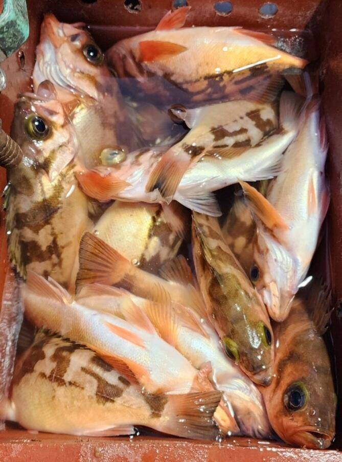8일왕열기 넉넉히 잡고 입항 했습니다 (조황조행기 - 바다선상조황)
