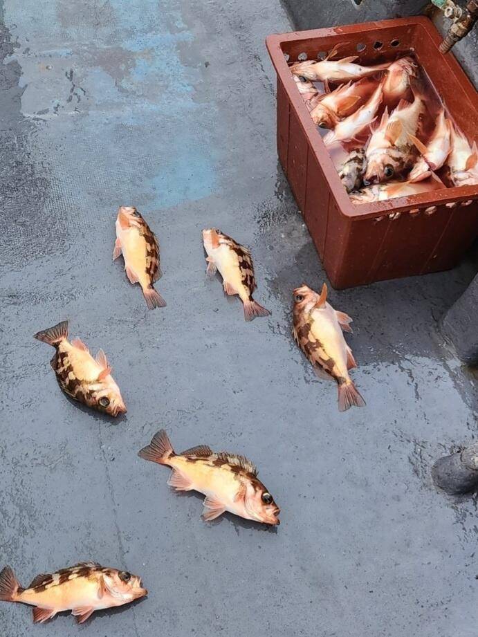 8일왕열기 넉넉히 잡고 입항 했습니다 (조황조행기 - 바다선상조황)