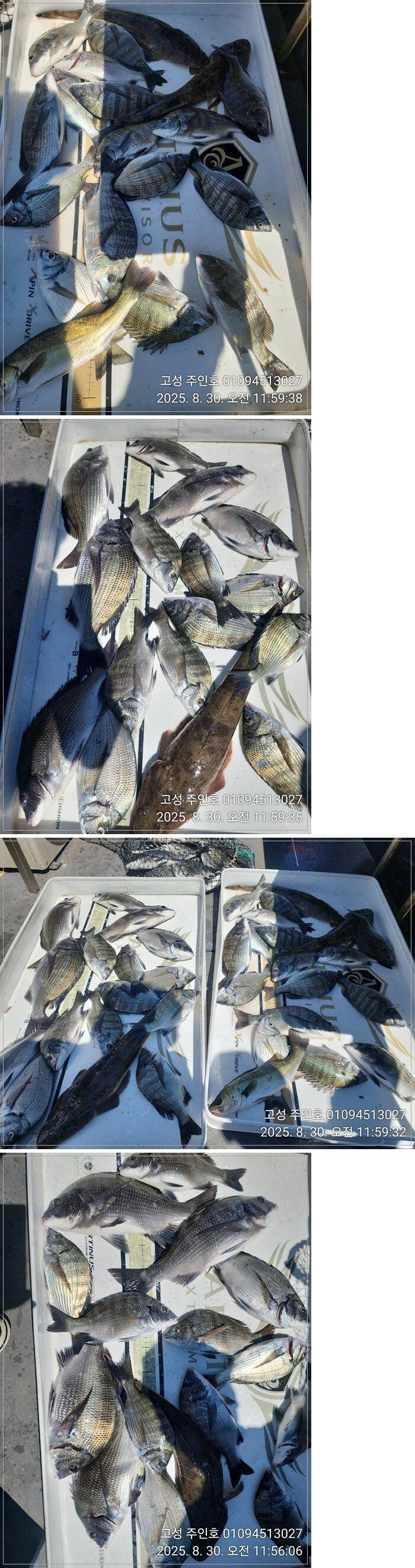 경남고성 주인호주인호 토요일감성돔조황초보조사 사고치다일요일예약가능 (조황조행기 - 바다선상조황)