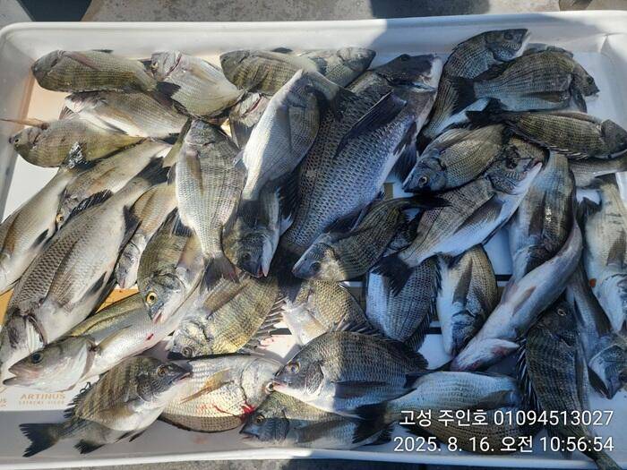 경남고성 주인호주인호 토요일 마릿수 감성돔 조황 (조황조행기 - 바다선상조황)