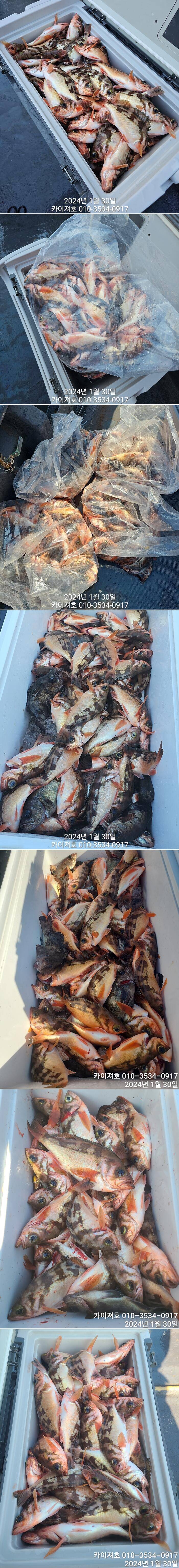 조업 아님 전원만쿨 초대박 타작 (조황조행기 - 바다선상조황)