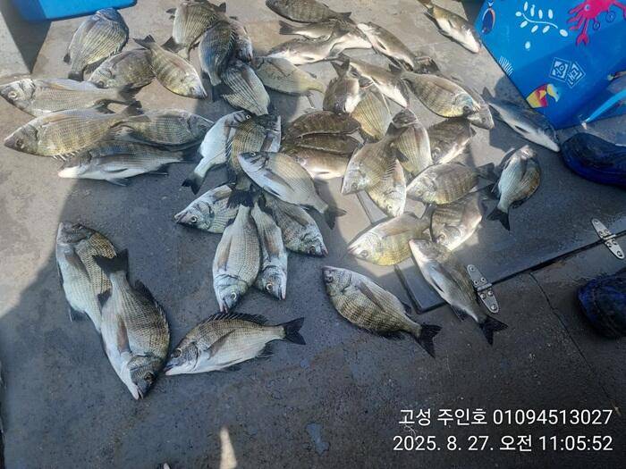 경남고성 주인호주인호 선장 둘이서 오전짬낚시 조과입니다목요일 예약가능 (조황조행기 - 바다선상조황)
