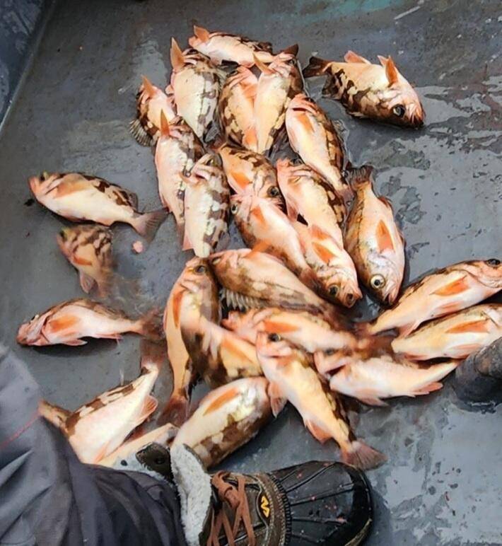 8일왕열기 넉넉히 잡고 입항 했습니다 (조황조행기 - 바다선상조황)