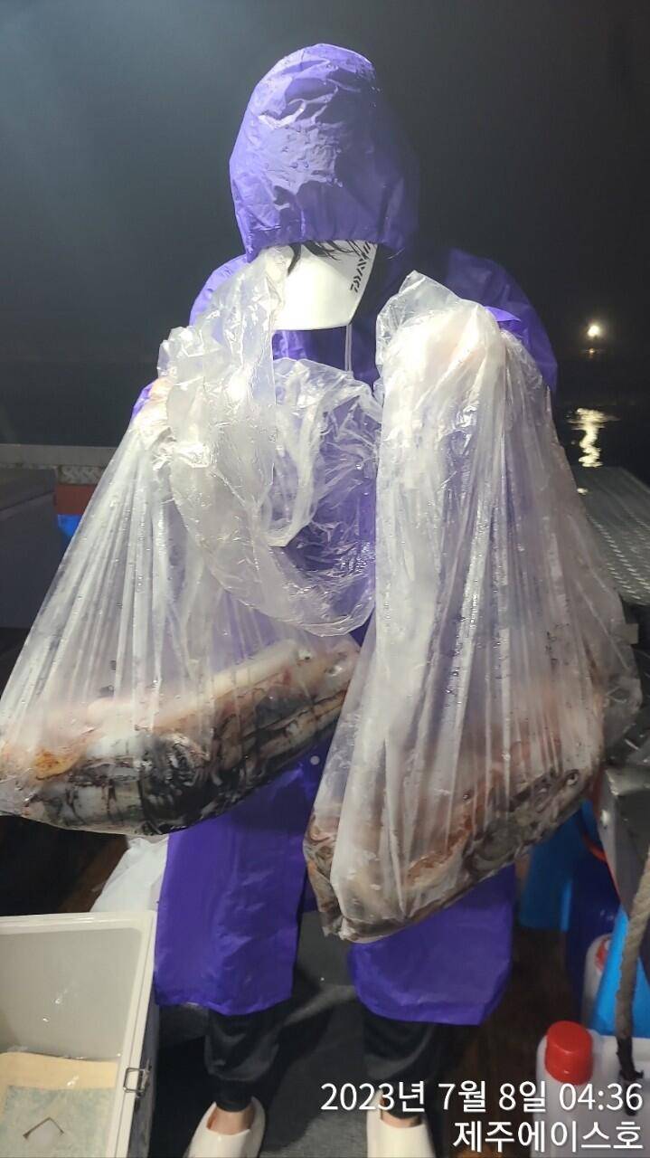 제주에이스호7월7일 한치조황입니다 (조황조행기 - 바다선상조황)