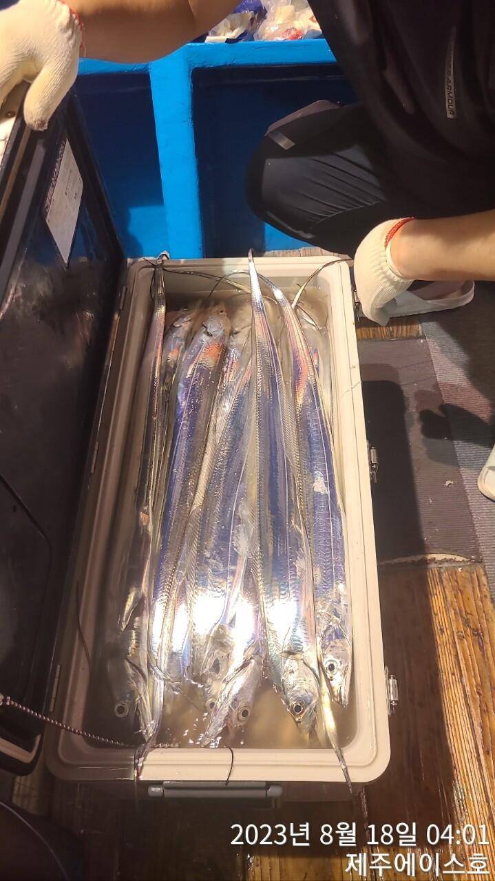 제주에이스호17일갈치조황입니다전좌석봉돌투승기장착무료이용문의01035483472 (조황조행기 - 바다선상조황)