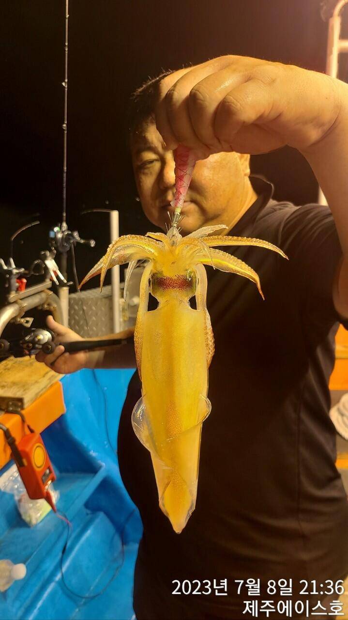 제주에이스호8일한치조황입니다 (조황조행기 - 바다선상조황)