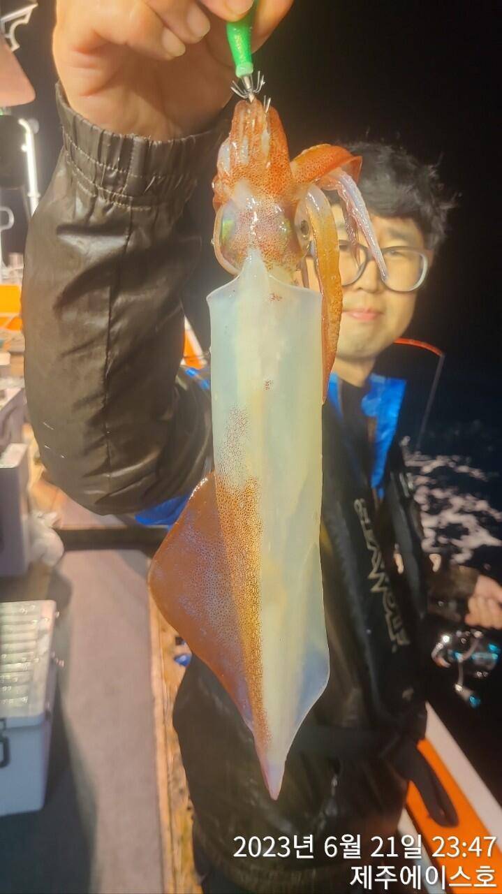 제주에이스호21일 한치 한치 조황입니다 (조황조행기 - 바다선상조황)